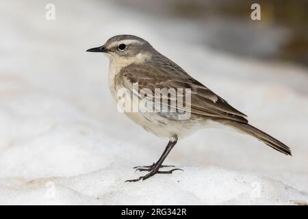 Wasserpipit (Anthus spinoletta), Seitenansicht eines Erwachsenen, der auf dem Schnee steht, Abruzzen, Italien Stockfoto