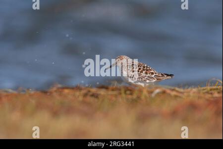 Ausgewachsener Sanderling (Calidris alba alba) in Zuchthupfergang am Wasserrand der Wiese in Island. Stockfoto