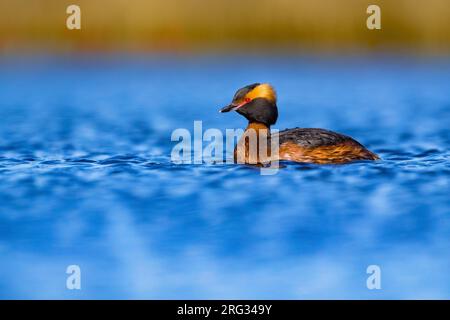 Erwachsener Slavonian Grebe (Podiceps auritus) im Sommer Gefieder auf dem See auf Island. Auch bekannt als Horned Grebe. Stockfoto