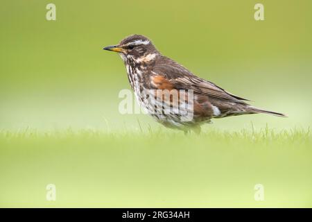 Isländischer Rotschwanz (Turdus iliacus coburni) auf Island. Laufen auf grünem Gras. Stockfoto