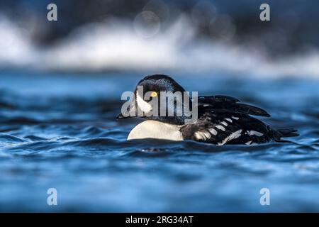 Schwimmender Erwachsener Barrow's Goldeneye (Bucephala islandica) in Island. Stockfoto