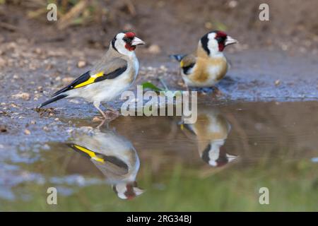 Europäischer Goldfink (Carduelis carduelis), zwei Erwachsene, die in einer Pfütze stehen, Abruzzen, Italien Stockfoto