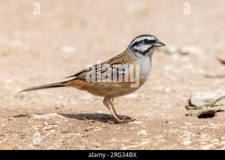 Rock Bunting (Emberiza cia), Seitenansicht eines erwachsenen Mannes, der auf dem Boden steht, Abruzzen, italien Stockfoto