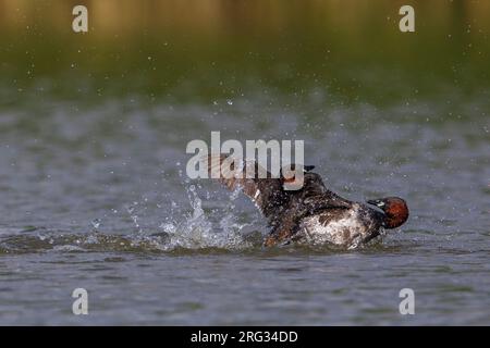 Dodaars vechtend; Zwergtaucher kämpfen Stockfoto