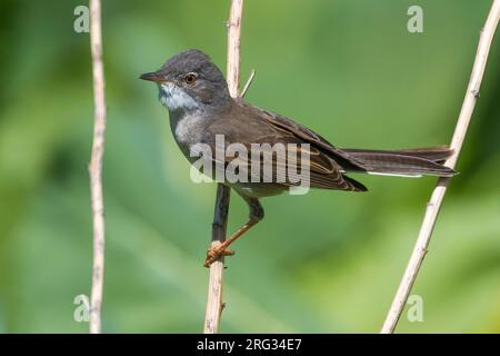 Grasmus ssp rubicola; Common Whitethroat; Sylvia communis rubicola Stockfoto