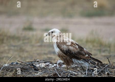 Blass-morph ausgewachsener Upland Buzzard (Buteo hemilasius), Seitenansicht des Vogels auf dem Nest mit drei Küken Stockfoto