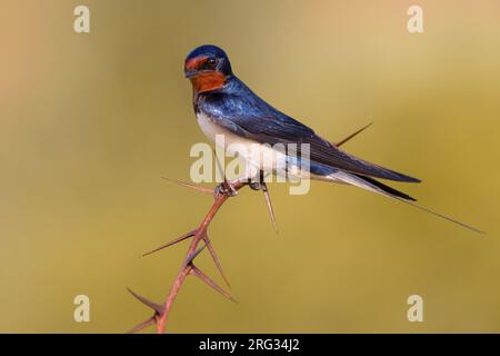 Adulte Schwalbe (Hirundo rustica) in Italien. Stockfoto