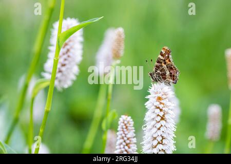 Karte Schmetterling; Araschnia levana Stockfoto
