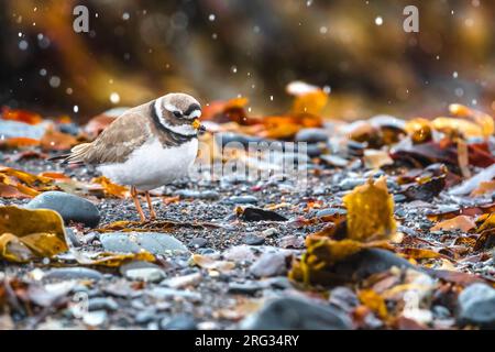 Erwachsener gewöhnlicher Ringpfeifer (Charadrius hiaticula psammodromus) am Strand in Island. Stockfoto