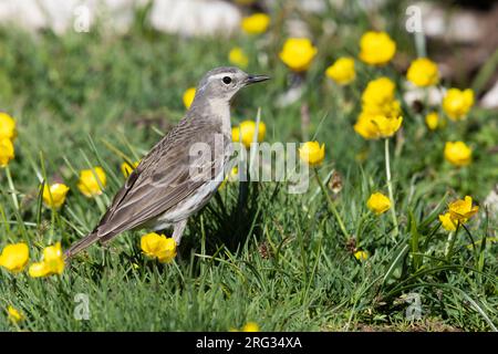 Wasserpipit (Anthus spinoletta), Seitenansicht eines Erwachsenen, der auf dem Boden steht., Abruzzen, Italien Stockfoto