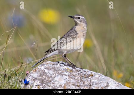 Wasserpipit (Anthus spinoletta), auf einem Felsen stehender Erwachsener., Abruzzen, Italien Stockfoto