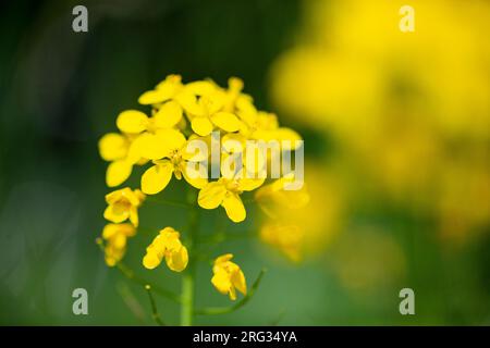 Senf auf dem Feld, Brassica rapa Stockfoto