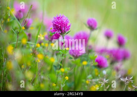 Rotklee, Trifolium pratense Stockfoto