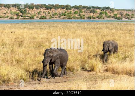 Afrikanische Elefanten, Loxodonta africana, im Gras in der Nähe des Chobe River. Chobe River, Chobe National Park, Kasane, Botswana. Stockfoto