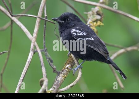 Eine männliche Variable Antshrike (Thamnophilus caerulescens melanchrous) in Machu Picchu, Peru. Stockfoto