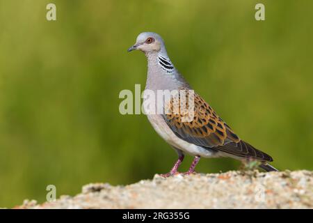 Eurasische Schildkrötentaube, Streptopelia turtur, in Italien. Stockfoto