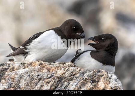 Zwei kleine Auks in der Zuchtkolonie auf Svalbard/Spitsbergen Stockfoto