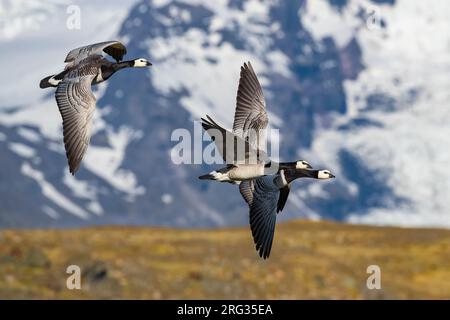 Drei ausgewachsene Barnacle Gänse (Branta-Leukopse) auf dem Flug über den Tundra-Zuchtlebensraum auf Island. Schneebedeckte Berge im Hintergrund. Stockfoto