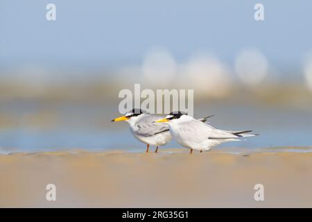 Dwergstern, Little Tern, Sternula albifrons Paar am Strand Stockfoto