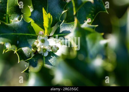 Gewöhnliche Heilige, Ilex aquifolium Stockfoto