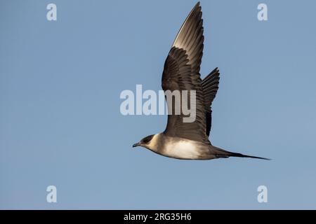 Parasitärer Jaeger (Stercorarius parasiticus), Seitenansicht eines leichten morphen Erwachsenen im Flug, Südliche Region, Island Stockfoto