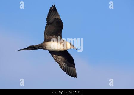 Parasitärer Jaeger (Stercorarius parasiticus), leichter morphischer Erwachsener im Flug, Südliche Region, Island Stockfoto