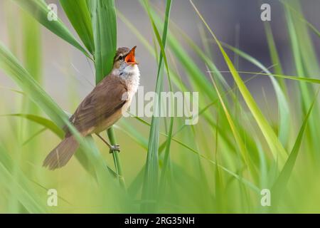 Der singende männliche Großschildkröte (Acrocephalus arundinaceus) in einem Schilfbett in Italien. Stockfoto