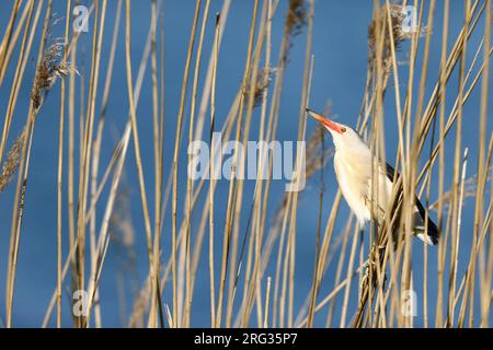 Kleine Bittern in Schilf Stockfoto