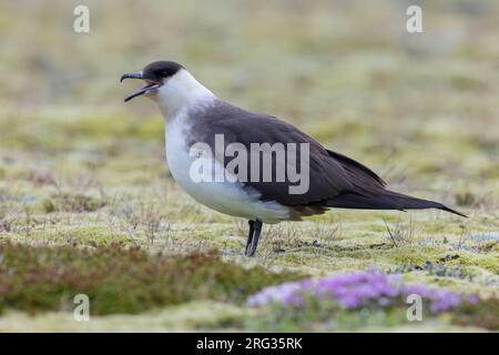 Parasitärer Jaeger (Stercorarius parasiticus), Seitenansicht eines auf dem Boden stehenden leichten morphen Erwachsenen, Südliche Region, Island Stockfoto