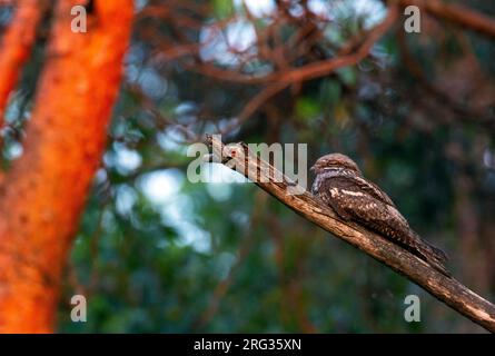 Erwachsener männlicher Nachtgläser (Caprimulgus europaeus), der während des Dimmens nach dem Glühen auf brench liegt. Stockfoto