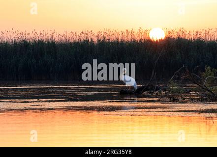 Een roze pelikaan tijdens zonsopgang in de Donaudelta Ein Pelikan im Donaudelta bei Sonnenaufgang Stockfoto