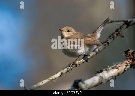 Kleine Vliegenvanger; Red-breasted Schopftyrann Stockfoto