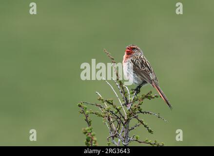 Männlicher Przevalski-Finch (Urocynchramus pylzowi), auch bekannt als Przewalski-Finch oder Przevalski-Pinktail. Singt auf dem tibetischen Plateau. Stockfoto