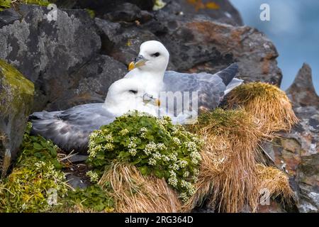 Zwei nördliche Fulmars (Fulmarus glacialis auduboni) auf ihrem Nest in der Küstenkolonie auf Island. Stockfoto