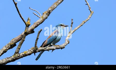 Een scharrelaar in de Donaudelta ein europäischer Roller im Donaudelta Stockfoto