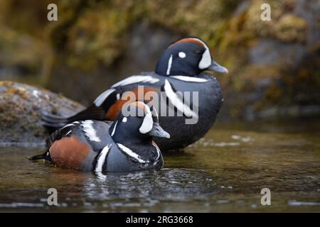 Harlequin Duck (Histrionicus histrionicus), Erwachsene Männchen in einem Fluss, Südliche Region, Island Stockfoto