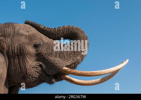 Porträt eines afrikanischen Elefanten, Loxodonta africana, mit extrem langen Stoßzähnen. Abu Camp, Okavango Delta, Botswana. Stockfoto