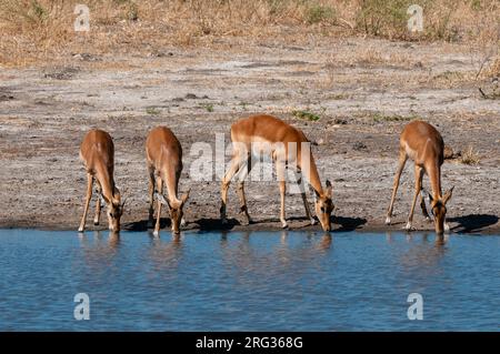 Eine Gruppe von Impalas, Aepyceros melampus, trinkend. Chief Island, Moremi Game Reserve, Okavango Delta, Botswana. Stockfoto