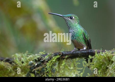 Eine weibliche Brilliant mit Violetfront (Heliodoxa leadbeateri otero) im Manu-Nationalpark, Peru. Stockfoto