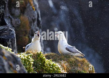 Nördliche Fulmars (Fulmarus glacialis auduboni), die auf den Klippen in ihrer Brutkolonie auf Island ruhen. Pair ruft im Sitzen an. Stockfoto