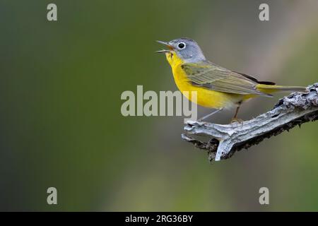 Erwachsener Nashville Warbler (Leiothlypis ruficapilla) in Nordamerika. Singender Mann. Stockfoto