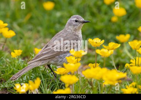 Wasserpipit (Anthus spinoletta), Seitenansicht eines Erwachsenen, der zwischen Blumen steht, Abruzzen, Italien Stockfoto