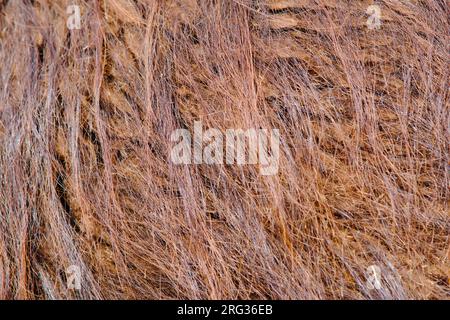 Hintergrund der beigen Lama-Wollhaut, Textur des braunen lama-Fells Stockfoto