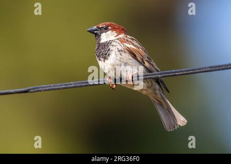 Männerhaus x Spanischer Spatz (Passer domesticus x hispaniolensis) auf einem Posten in Algerien. Stockfoto