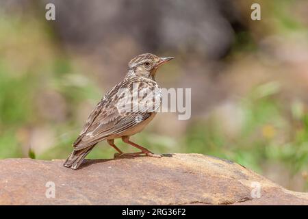 Südlicher Waldpark (Lullula arborea pallida) auf einem Felsen im Tamentout-Wald, Kabylia, Algerien. Stockfoto