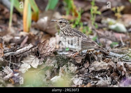 Südlicher Waldpark (Lullula arborea pallida) auf einem Felsen im Tamentout-Wald, Kabylia, Algerien. Stockfoto