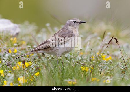 Wasserpipit (Anthus spinoletta), Seitenansicht eines Erwachsenen, der zwischen Blumen steht, Abruzzen, Italien Stockfoto