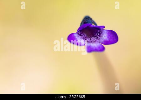 Große blumige Butterkraut, Pinguicula grandiflora, Stockfoto