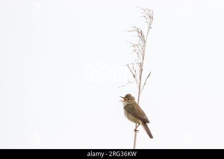 Bosrietzanger, Marsh Warbler, Acrocephalus palustris, männlicher Gesang aus Schilf Stockfoto