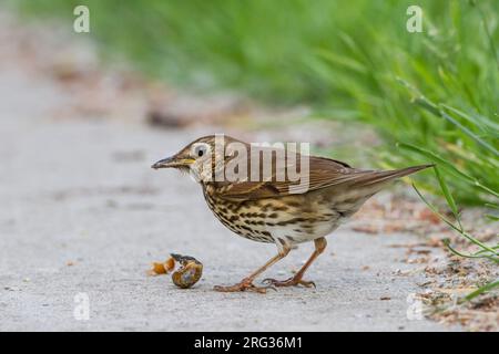 Zanglijster, Song Thrush, Turdus philomelos, die Schnecken zerschlagen, um sie zu essen Stockfoto